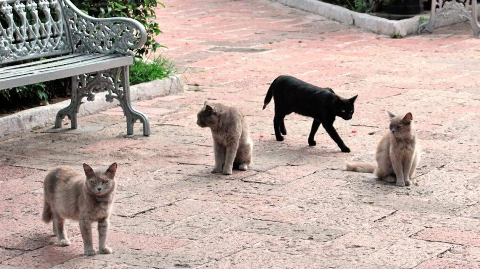 gatos en jardin de san marcos